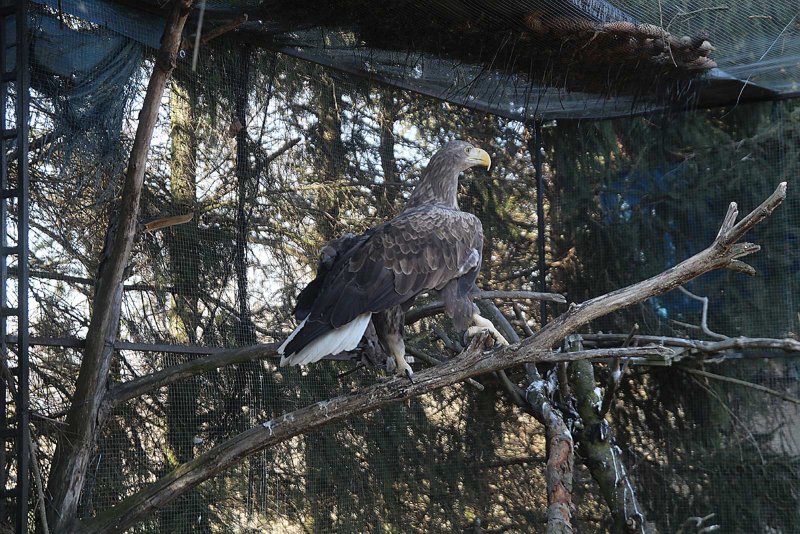 Ranny bielik w Ośrodku 