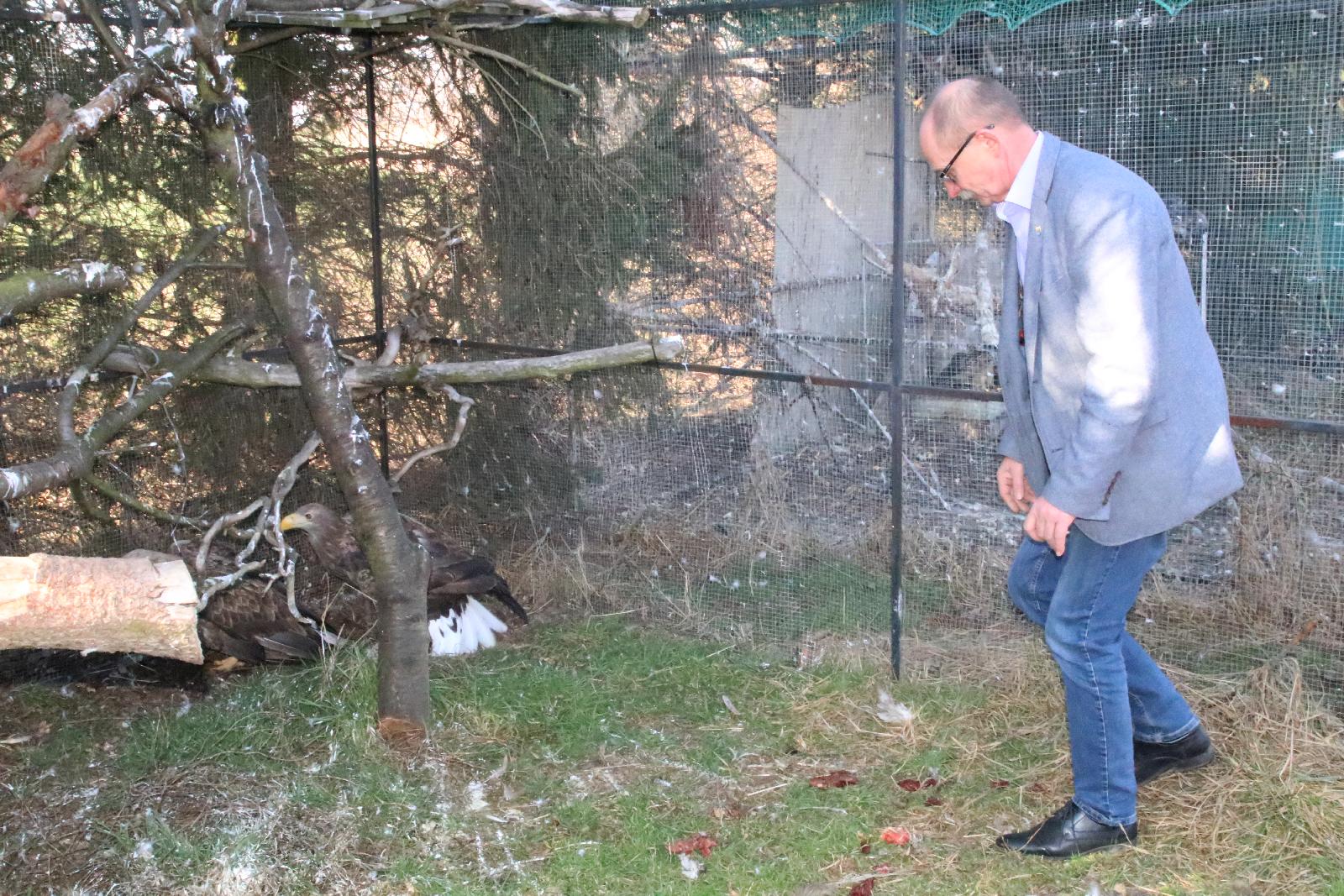Ranny bielik w Ośrodku 