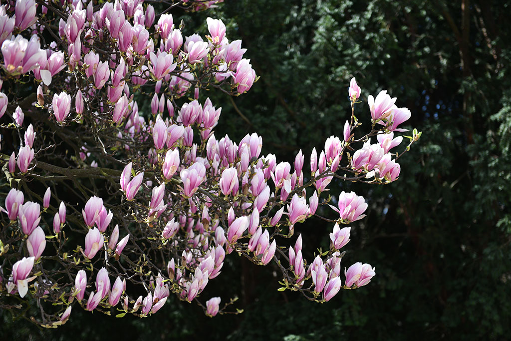 Magnolie na skwerze Orląt Lwowskich obsypane kwieciem