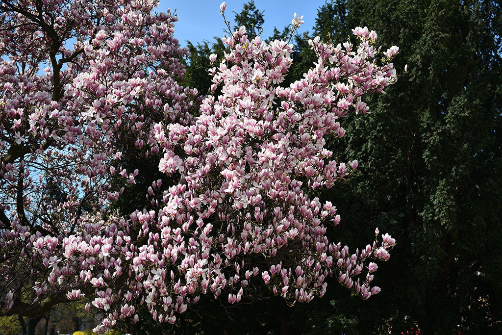 Magnolie na skwerze Orląt Lwowskich obsypane kwieciem