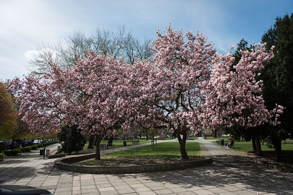 Magnolie na skwerze Orląt Lwowskich obsypane kwieciem