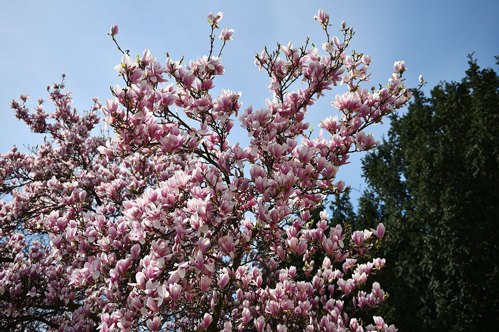 Magnolie na skwerze Orląt Lwowskich obsypane kwieciem