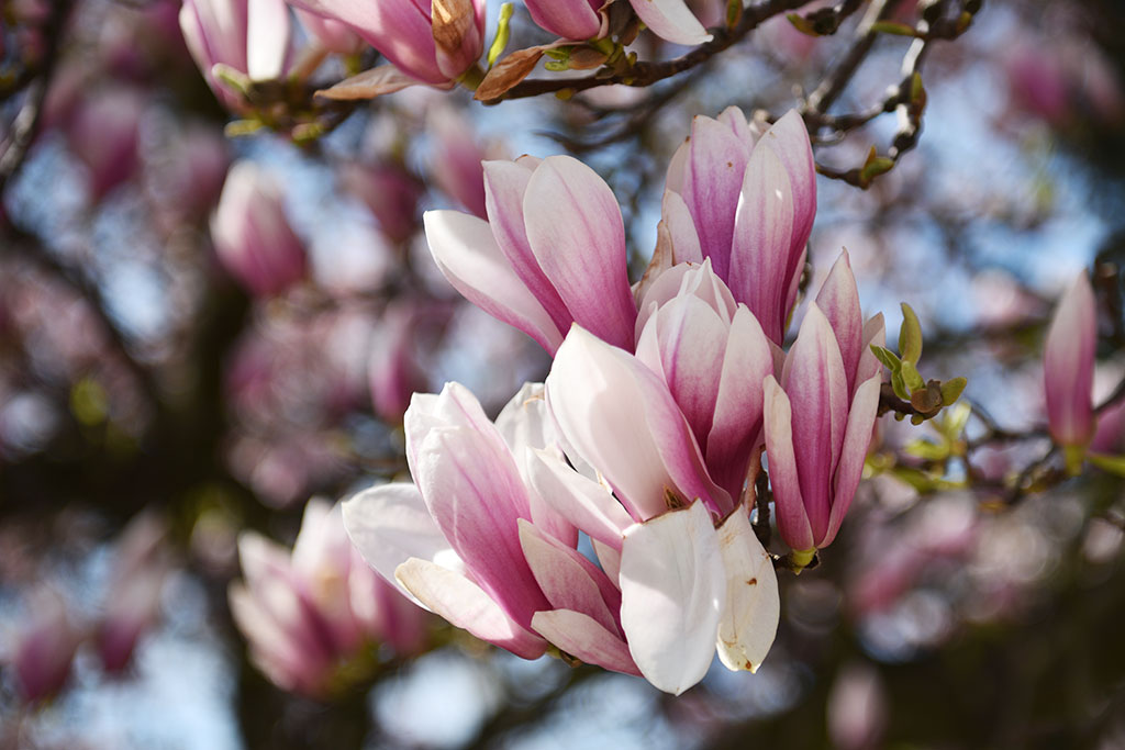 Magnolie na skwerze Orląt Lwowskich obsypane kwieciem