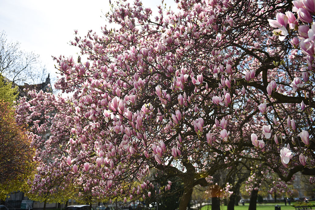 Magnolie na skwerze Orląt Lwowskich obsypane kwieciem