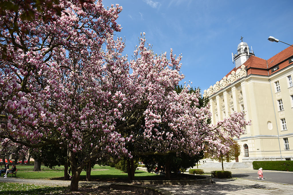 Magnolie na skwerze Orląt Lwowskich obsypane kwieciem