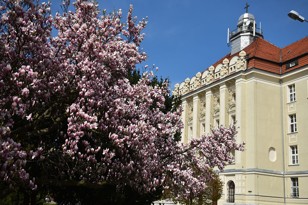 Magnolie na skwerze Orląt Lwowskich obsypane kwieciem