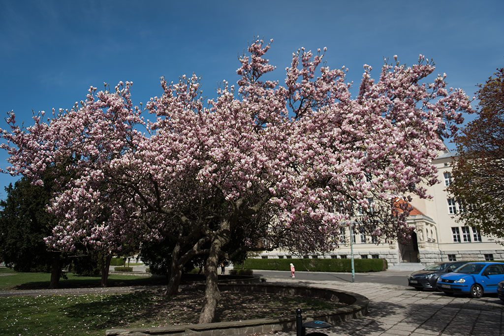 Magnolie na skwerze Orląt Lwowskich obsypane kwieciem