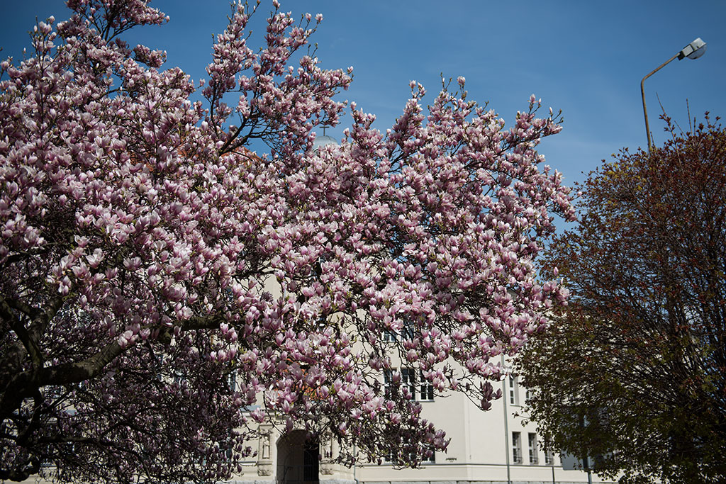 Magnolie na skwerze Orląt Lwowskich obsypane kwieciem
