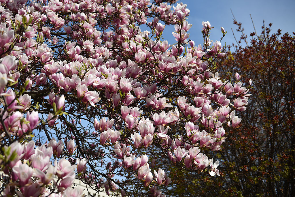 Magnolie na skwerze Orląt Lwowskich obsypane kwieciem