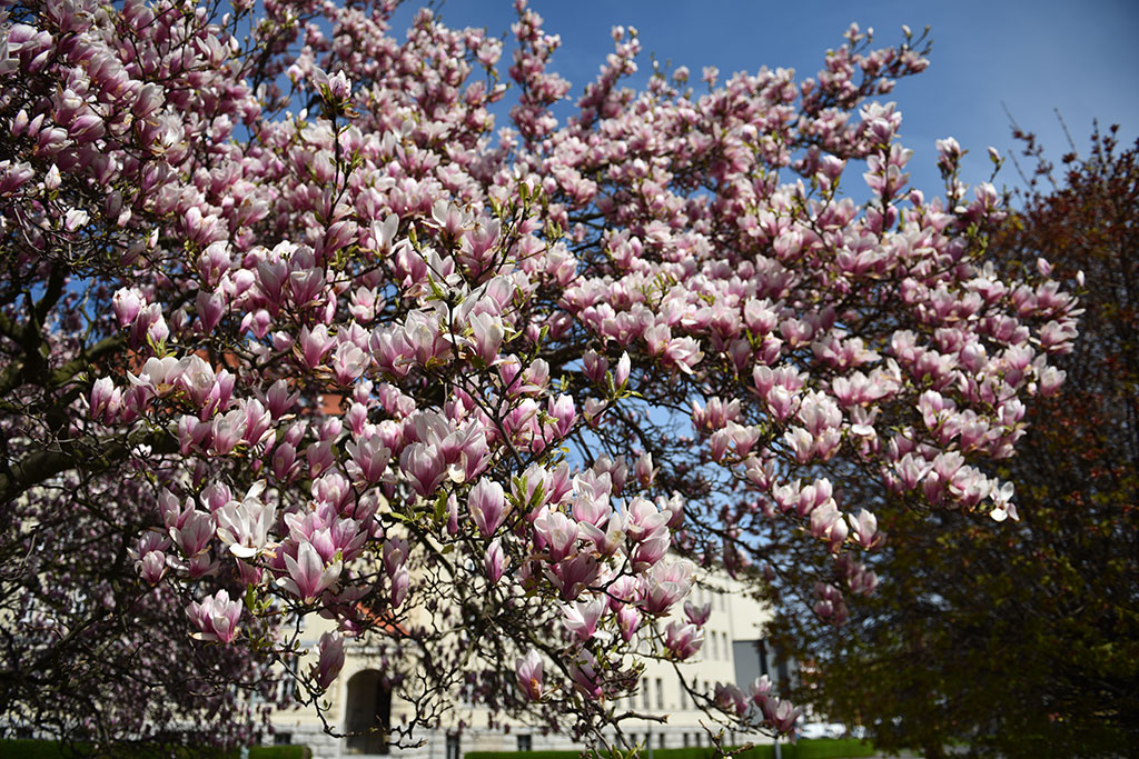 Magnolie na skwerze Orląt Lwowskich obsypane kwieciem
