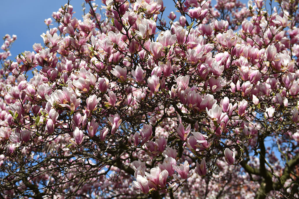 Magnolie na skwerze Orląt Lwowskich obsypane kwieciem