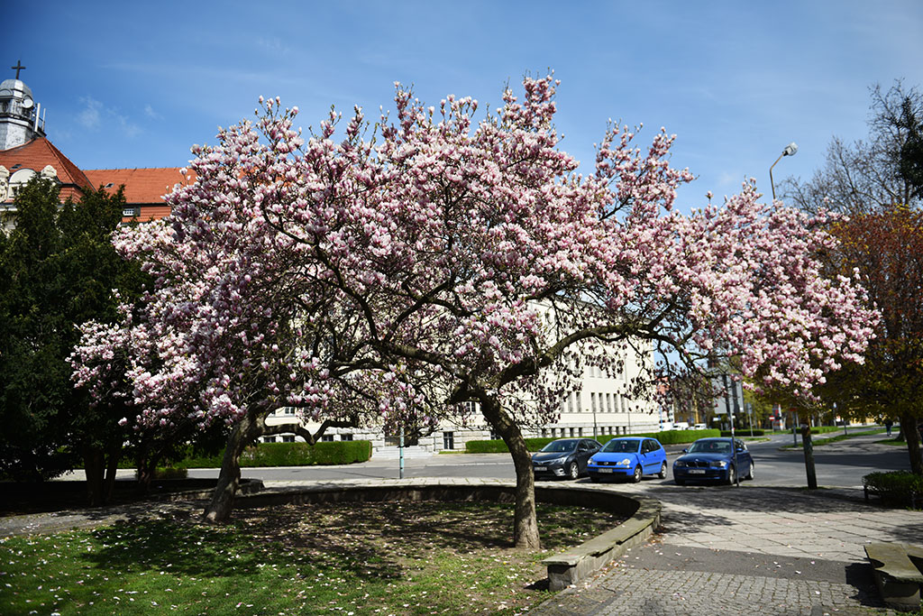 Magnolie na skwerze Orląt Lwowskich obsypane kwieciem