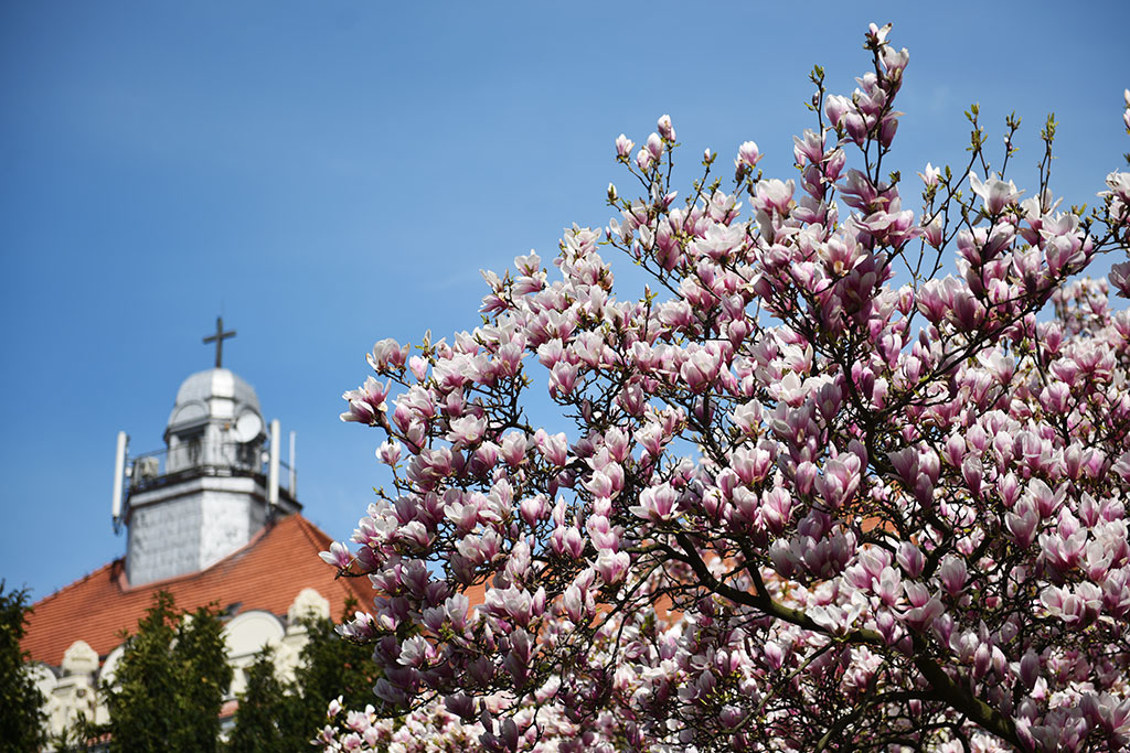 Magnolie na skwerze Orląt Lwowskich obsypane kwieciem