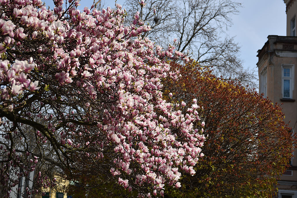 Magnolie na skwerze Orląt Lwowskich obsypane kwieciem