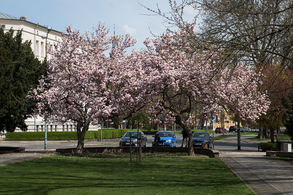 Magnolie na skwerze Orląt Lwowskich obsypane kwieciem