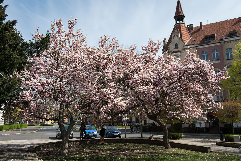 Magnolie na skwerze Orląt Lwowskich obsypane kwieciem