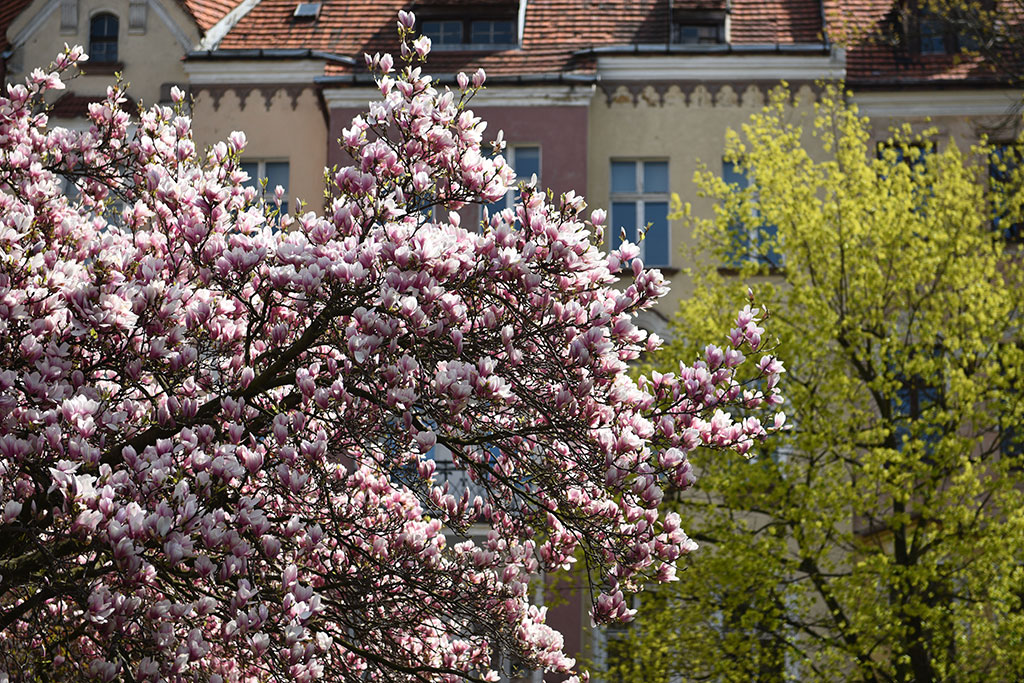 Magnolie na skwerze Orląt Lwowskich obsypane kwieciem