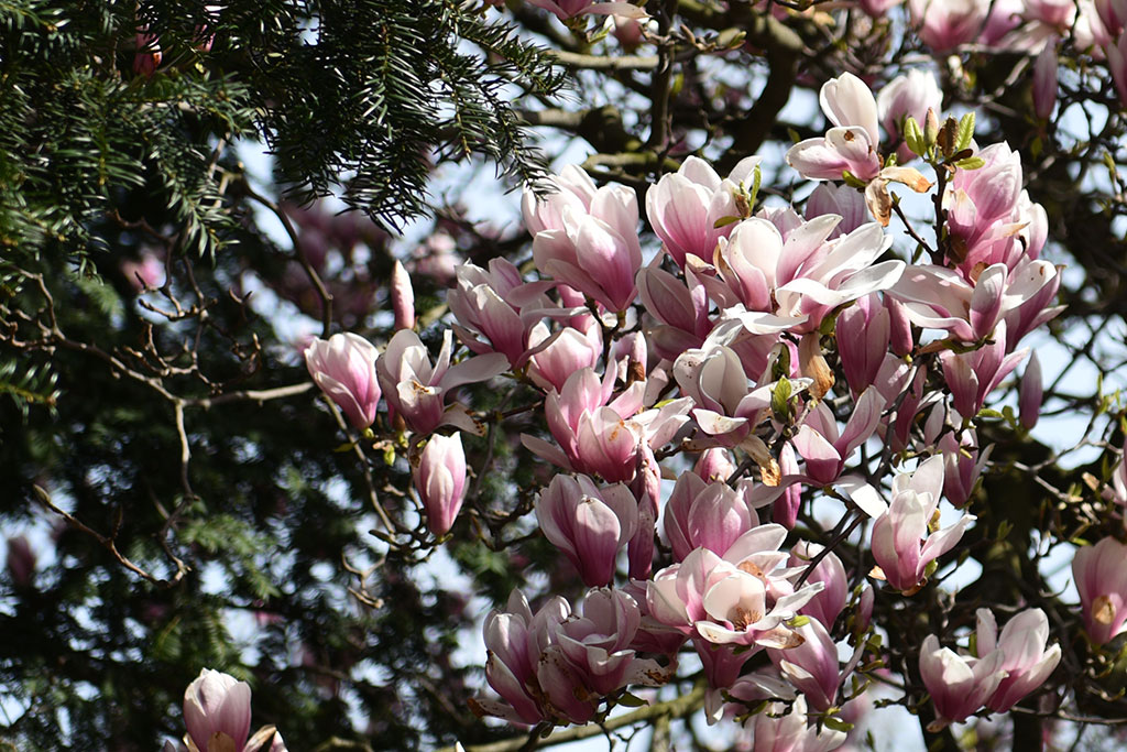 Magnolie na skwerze Orląt Lwowskich obsypane kwieciem