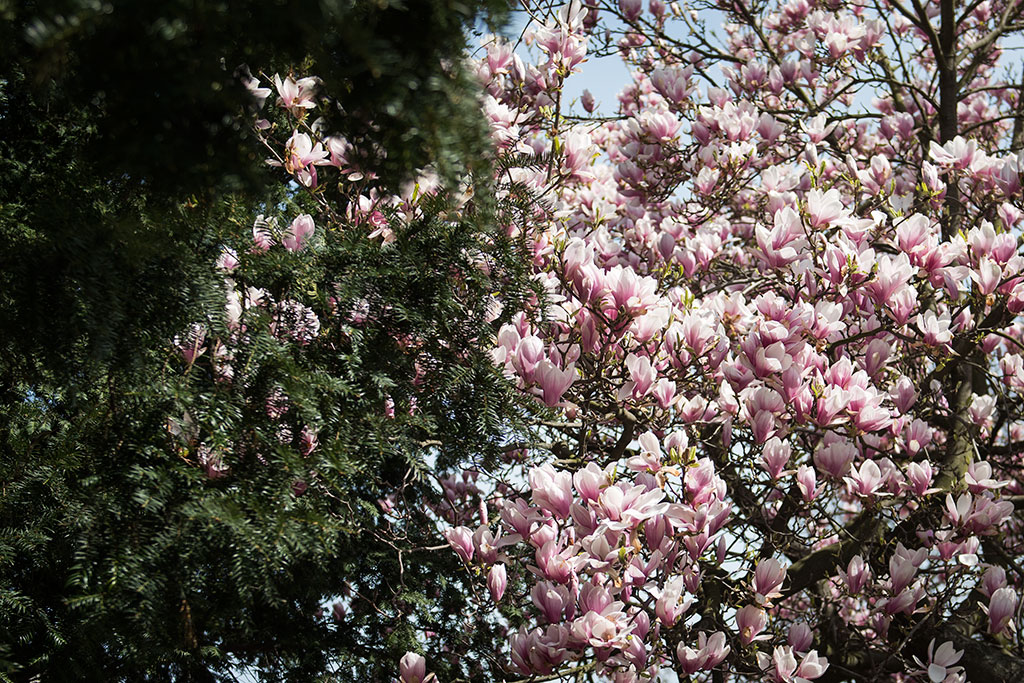 Magnolie na skwerze Orląt Lwowskich obsypane kwieciem