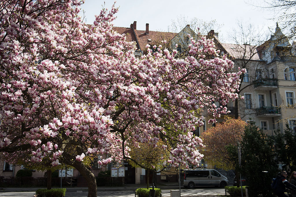 Magnolie na skwerze Orląt Lwowskich obsypane kwieciem