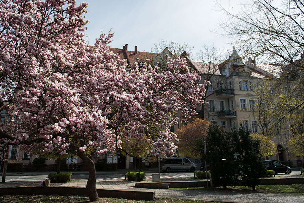 Magnolie na skwerze Orląt Lwowskich obsypane kwieciem