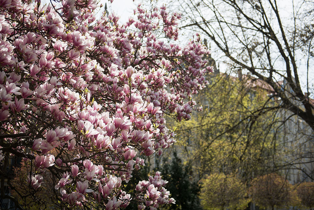 Magnolie na skwerze Orląt Lwowskich obsypane kwieciem