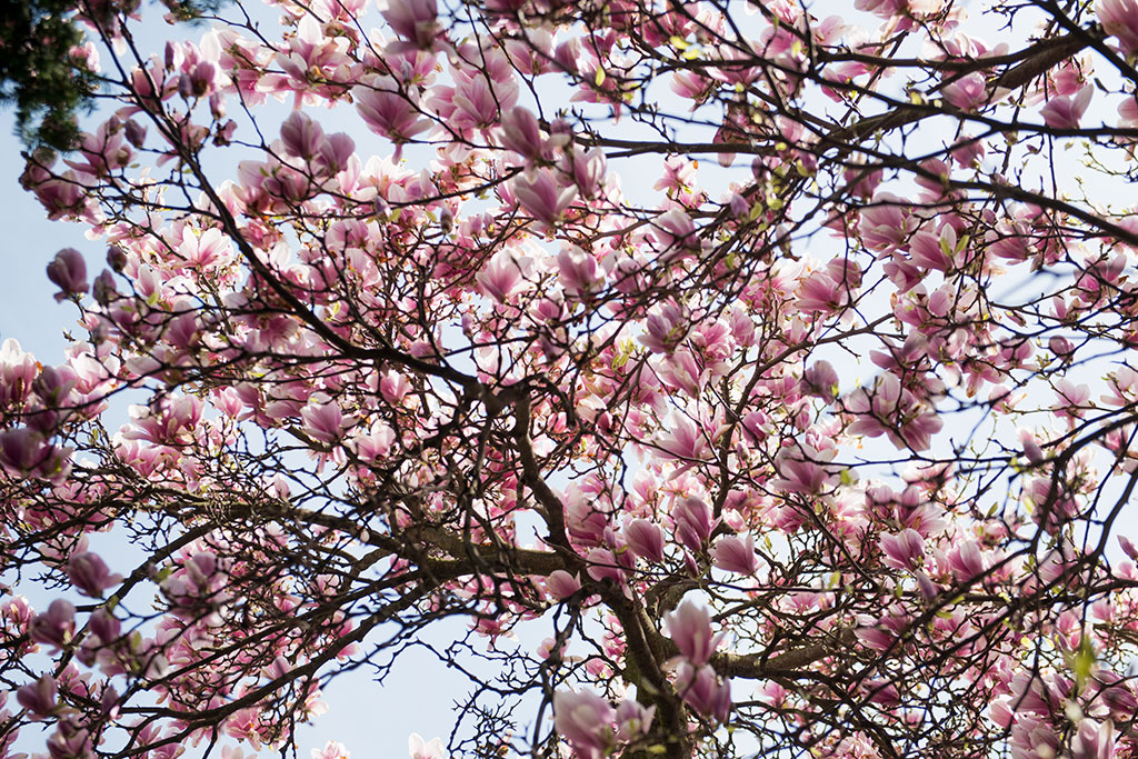 Magnolie na skwerze Orląt Lwowskich obsypane kwieciem