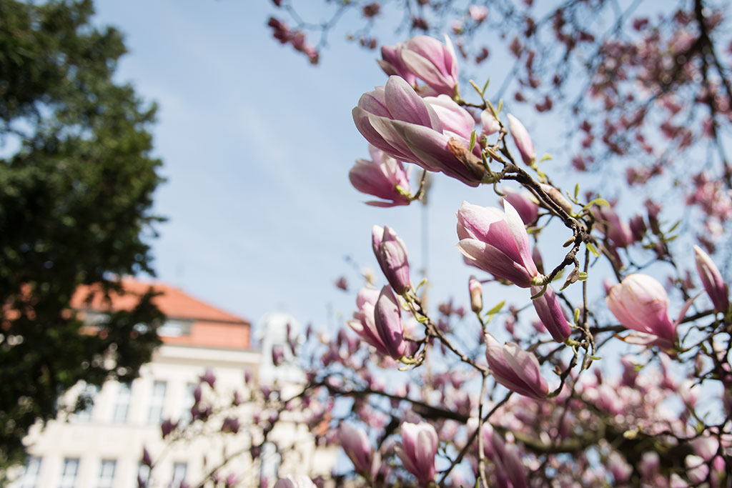Magnolie na skwerze Orląt Lwowskich obsypane kwieciem