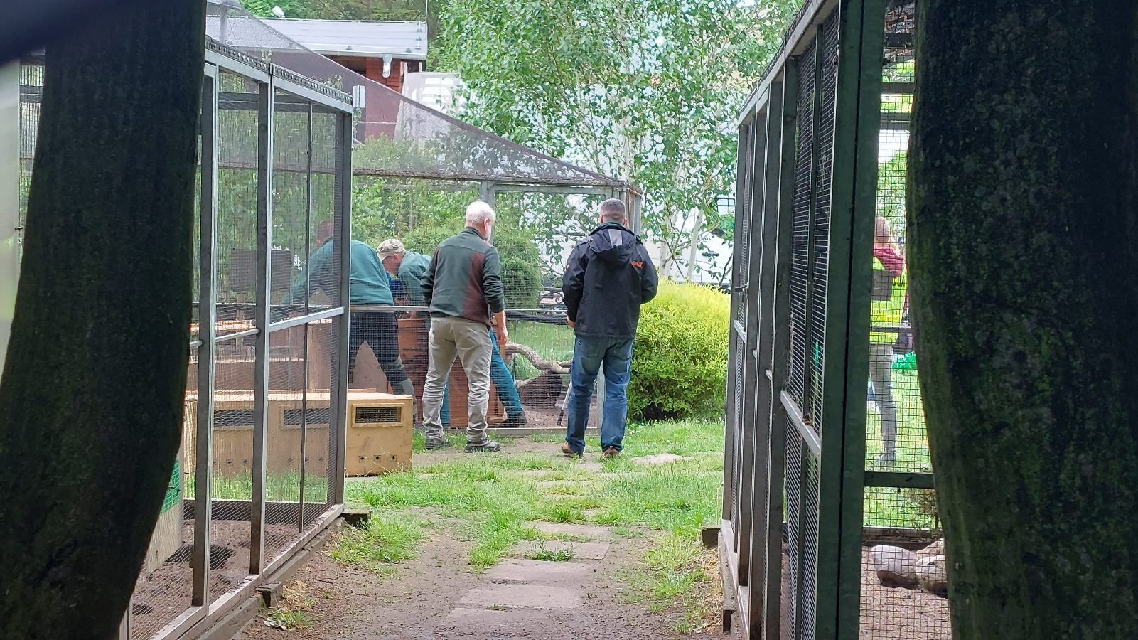 Pracownicy poznańskiego ZOO przygotowują zwierzęta do transportu