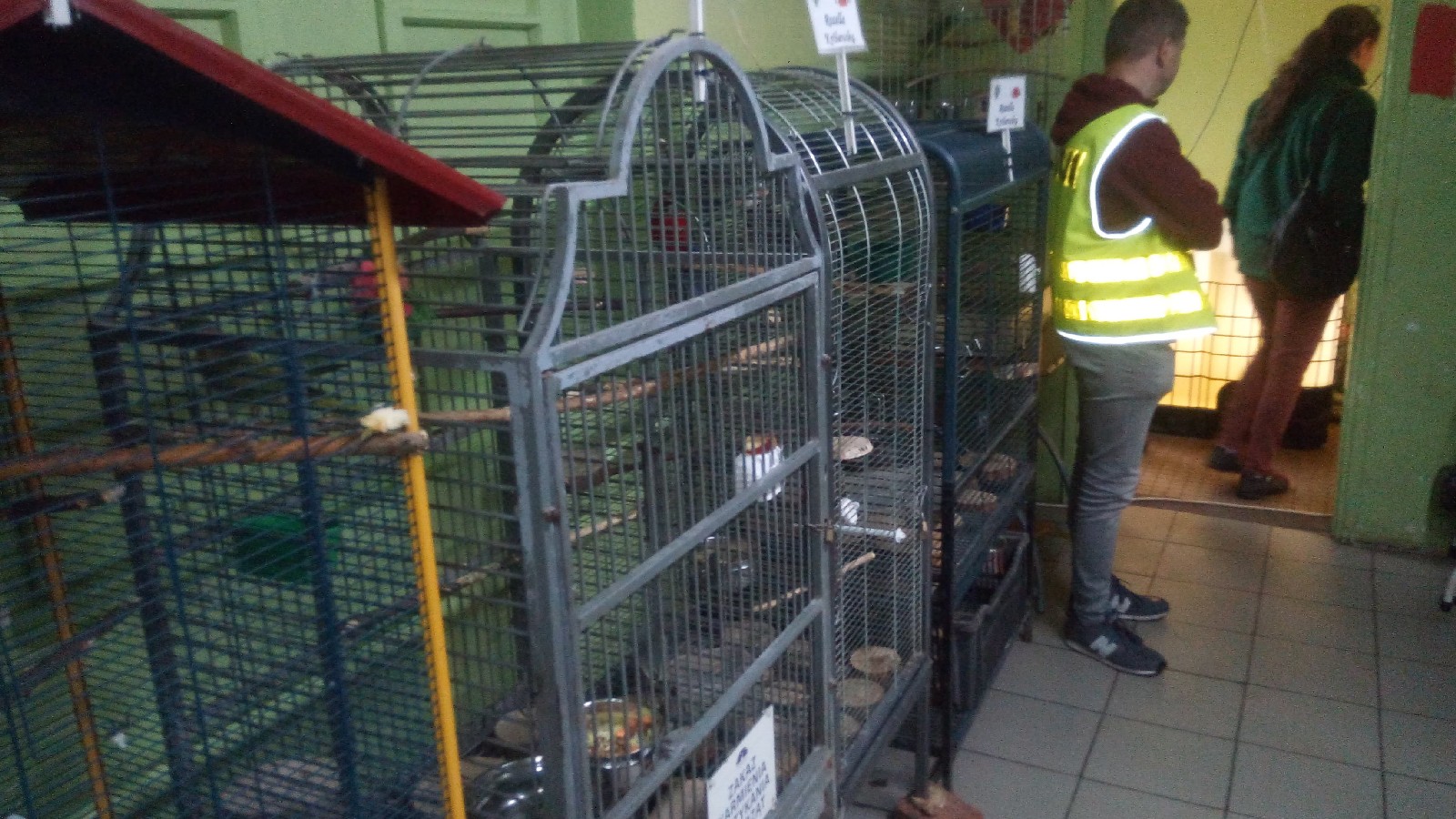 Pracownicy poznańskiego ZOO przygotowują zwierzęta do transportu