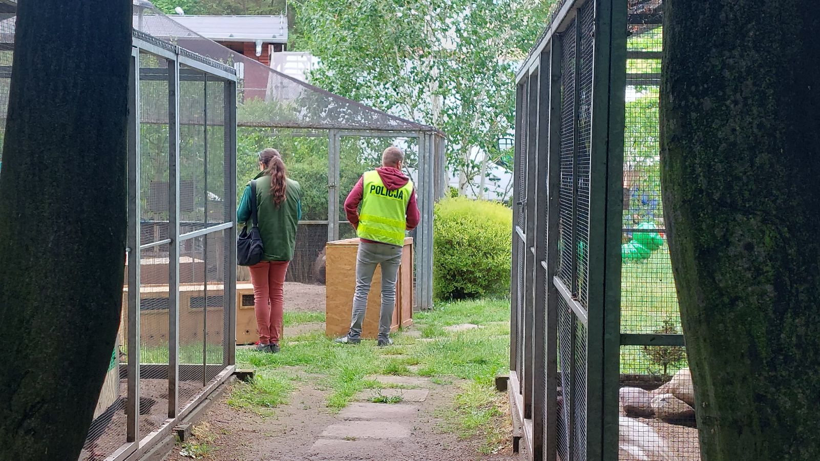 Pracownicy poznańskiego ZOO przygotowują zwierzęta do transportu