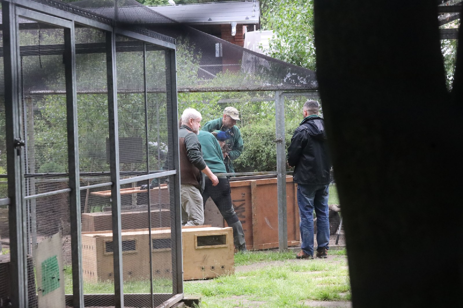 Pracownicy poznańskiego ZOO przygotowują zwierzęta do transportu