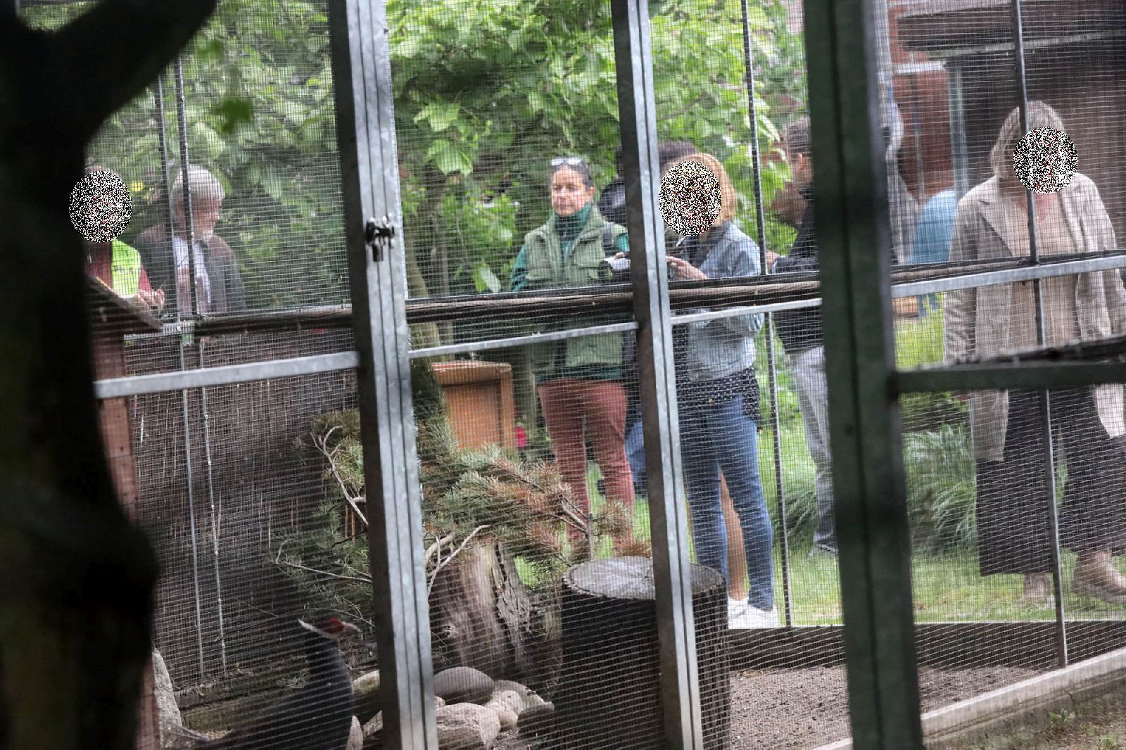 Pracownicy poznańskiego ZOO przygotowują zwierzęta do transportu