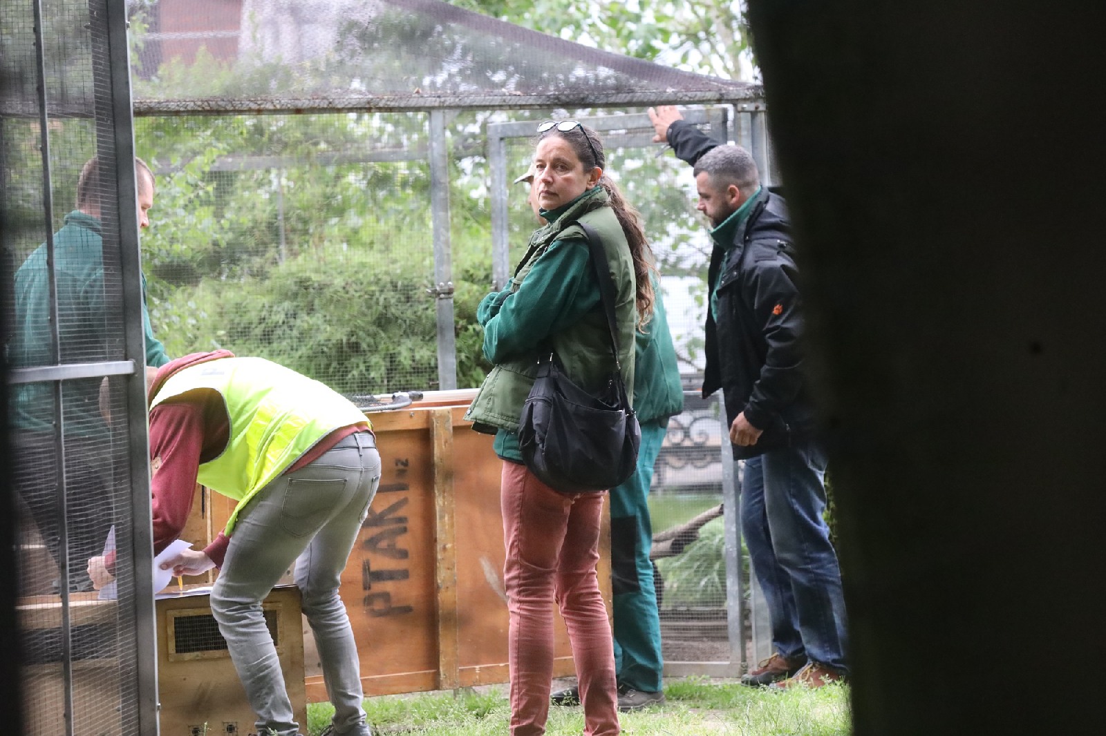 Pracownicy poznańskiego ZOO przygotowują zwierzęta do transportu