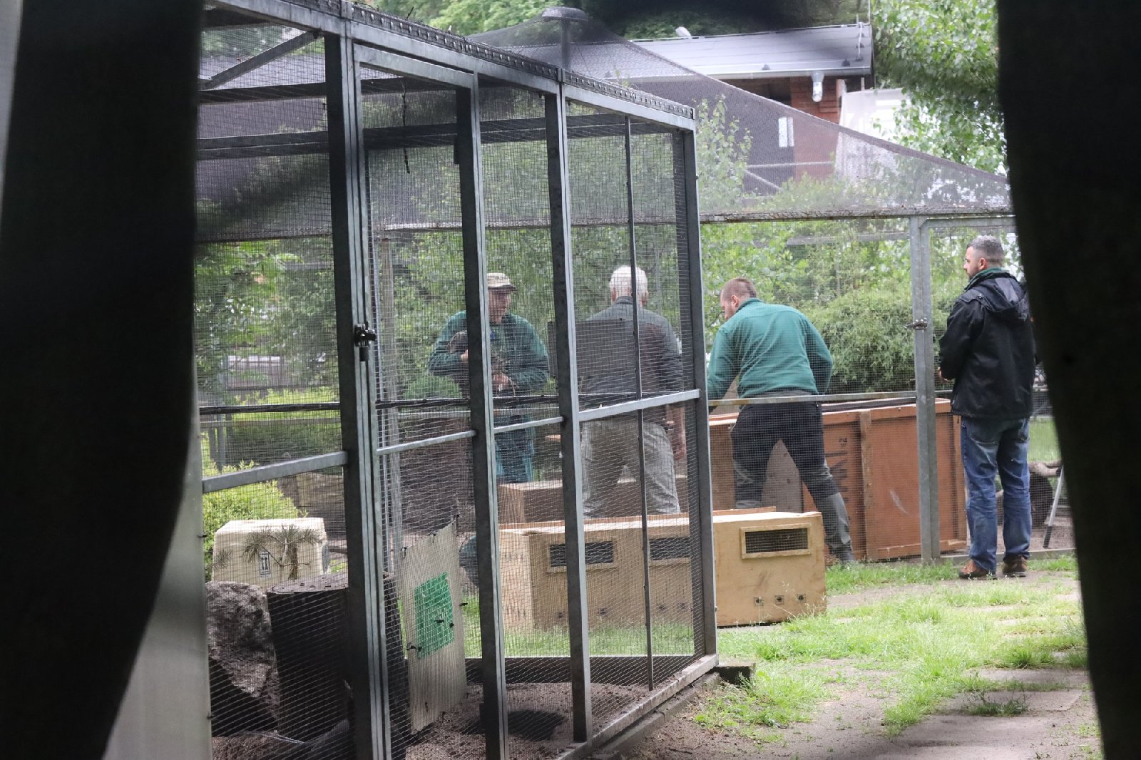 Pracownicy poznańskiego ZOO przygotowują zwierzęta do transportu