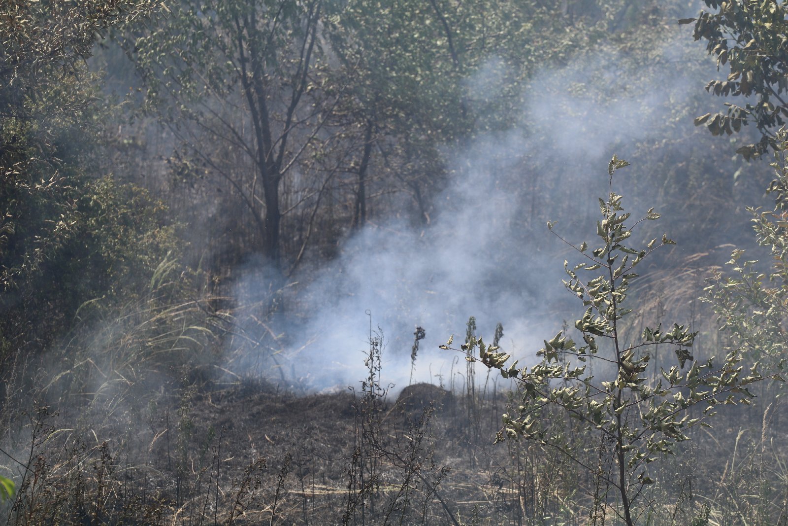 Szusza. Strażacy gaszą pożar łąki na osiedlu Sienkiewicza