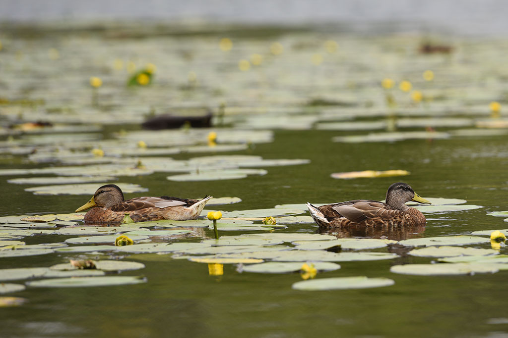 Na kąpielisku Kormoran odbył się konkurs rzeźby w piasku