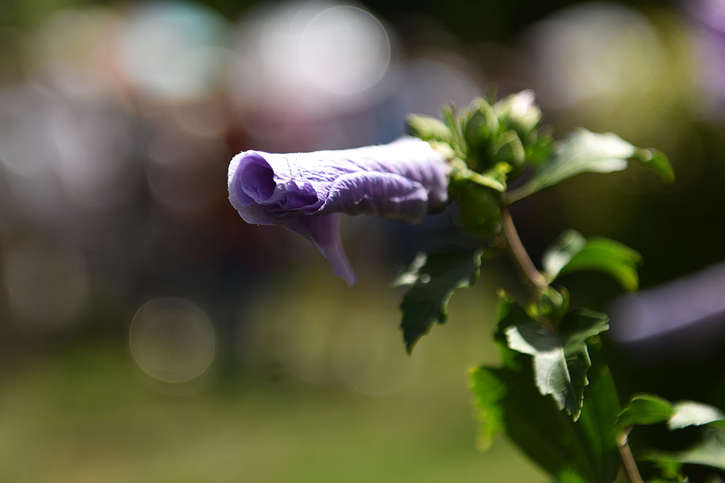 Poznaliśmy historię lwa śpiącego w Parku Miejskim i jego twórcy