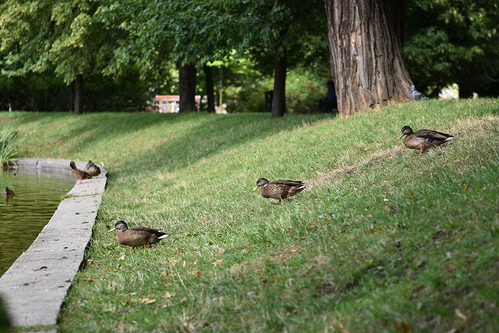 Poznaliśmy historię lwa śpiącego w Parku Miejskim i jego twórcy