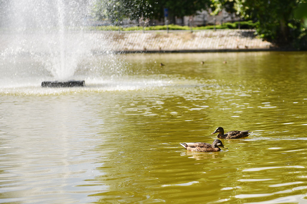 Poznaliśmy historię lwa śpiącego w Parku Miejskim i jego twórcy