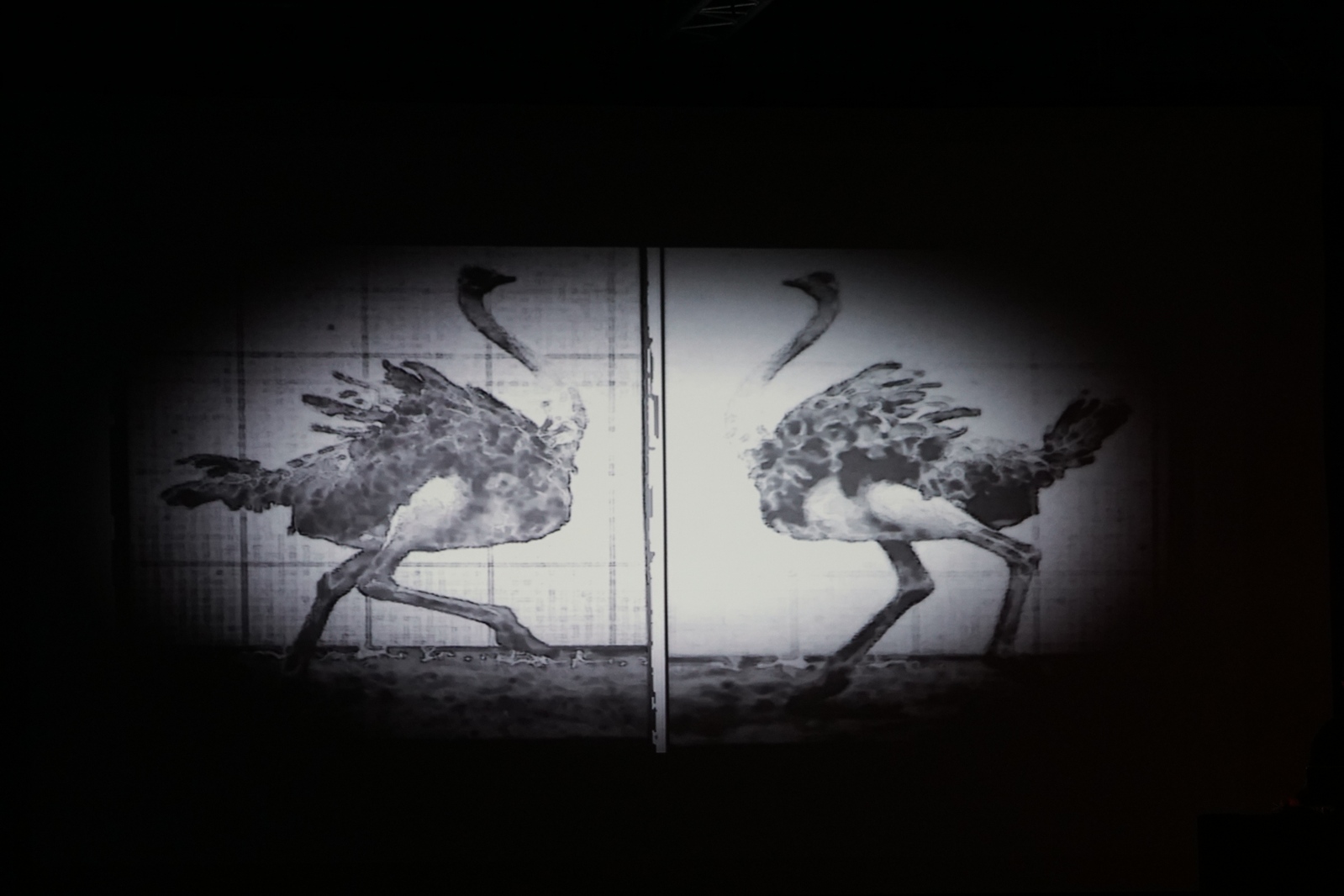 „Muybridge - reminiscencje” performans audiowizualny