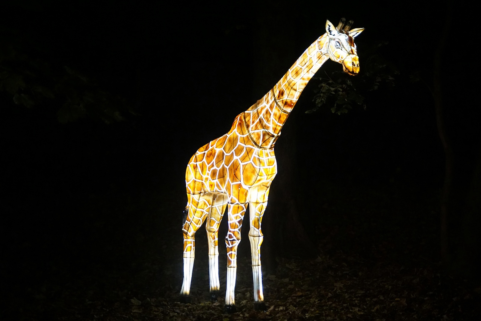 Zobaczcie „Tajemnicze Ogrody” w Lumina Park w zamku Topacz