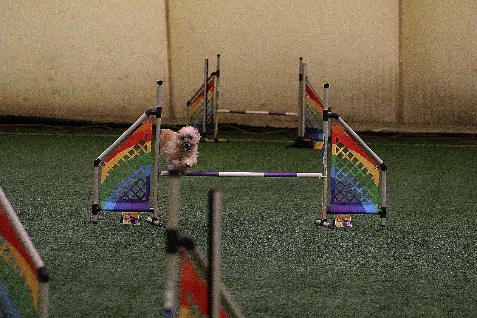 Otwarte Mistrzostwa Polski Agility 2022 w Legnicy. Dzień 1