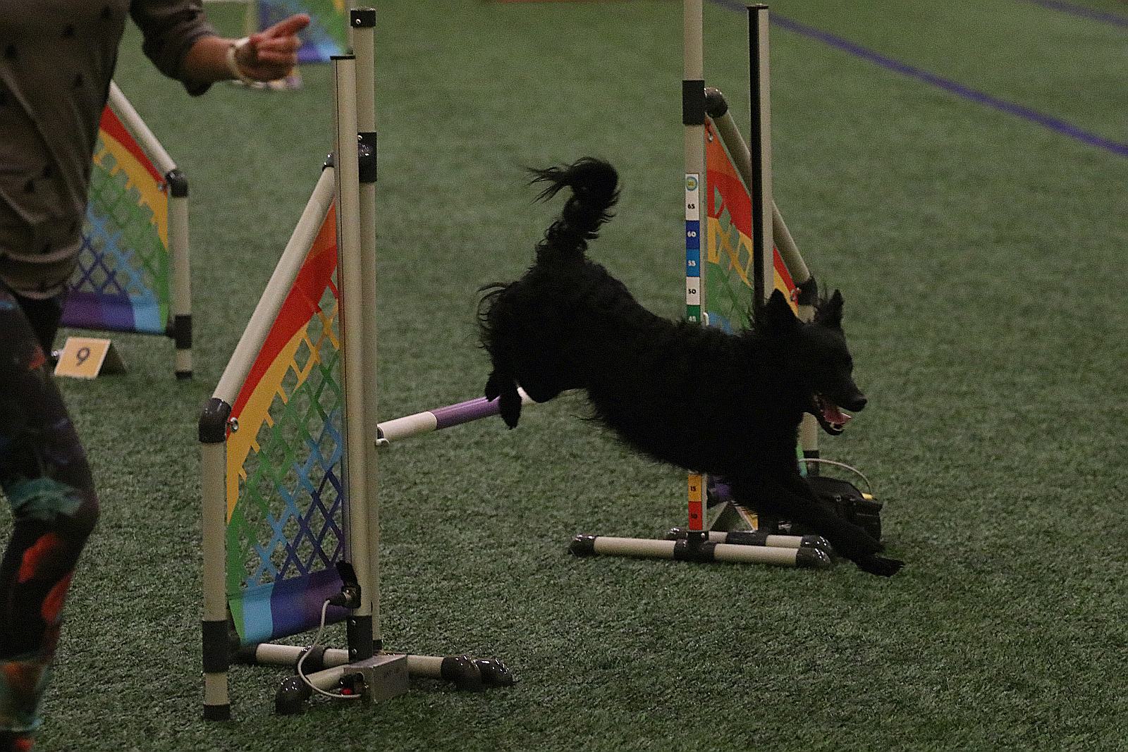 Otwarte Mistrzostwa Polski Agility 2022 w Legnicy. Dzień 1