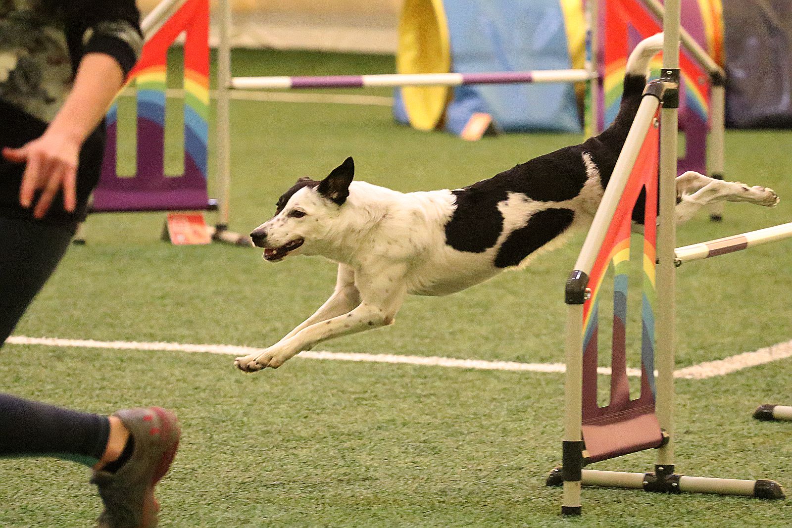 Otwarte Mistrzostwa Polski Agility 2022 w Legnicy. Dzień 2
