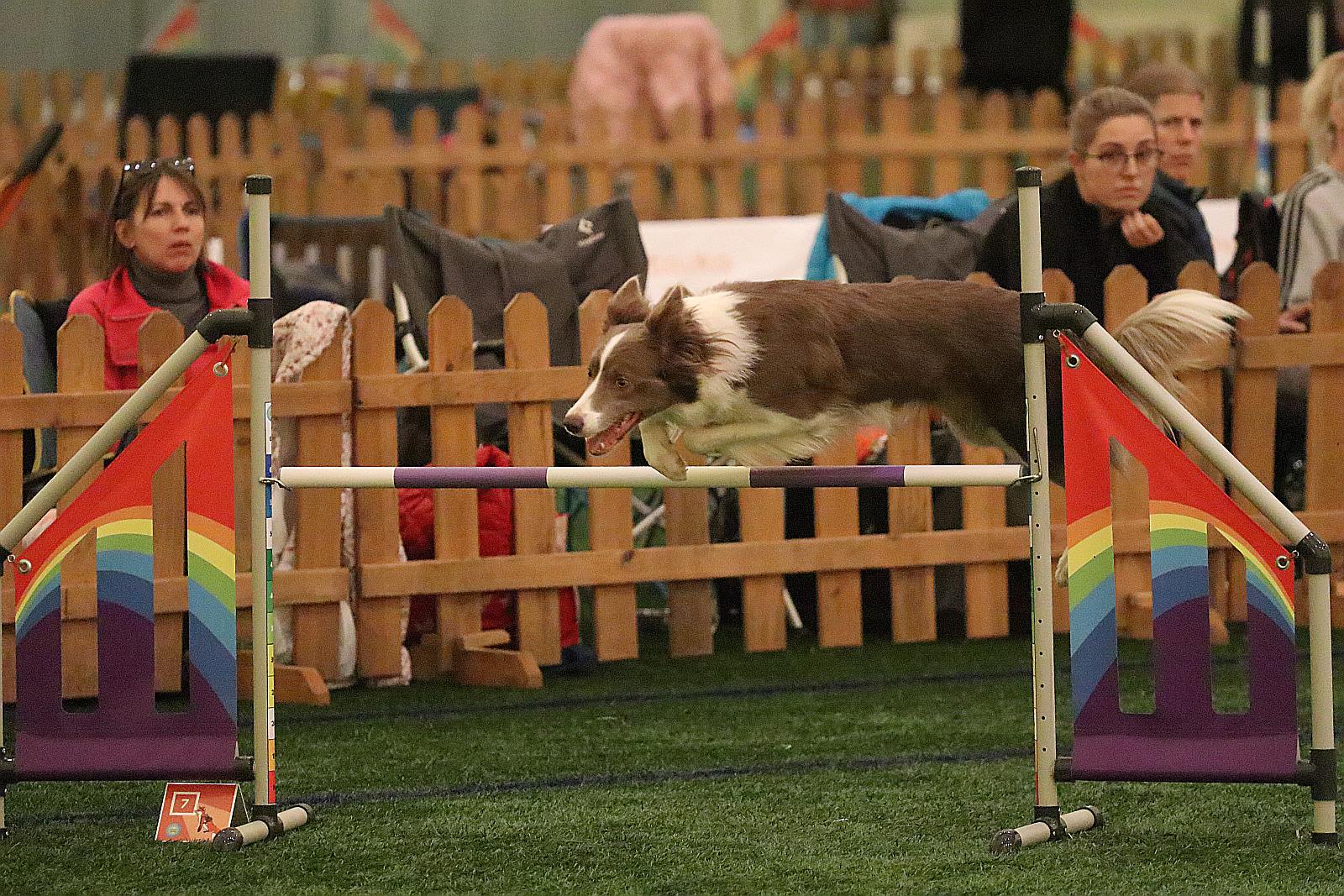 Otwarte Mistrzostwa Polski Agility 2022 w Legnicy. Dzień 2
