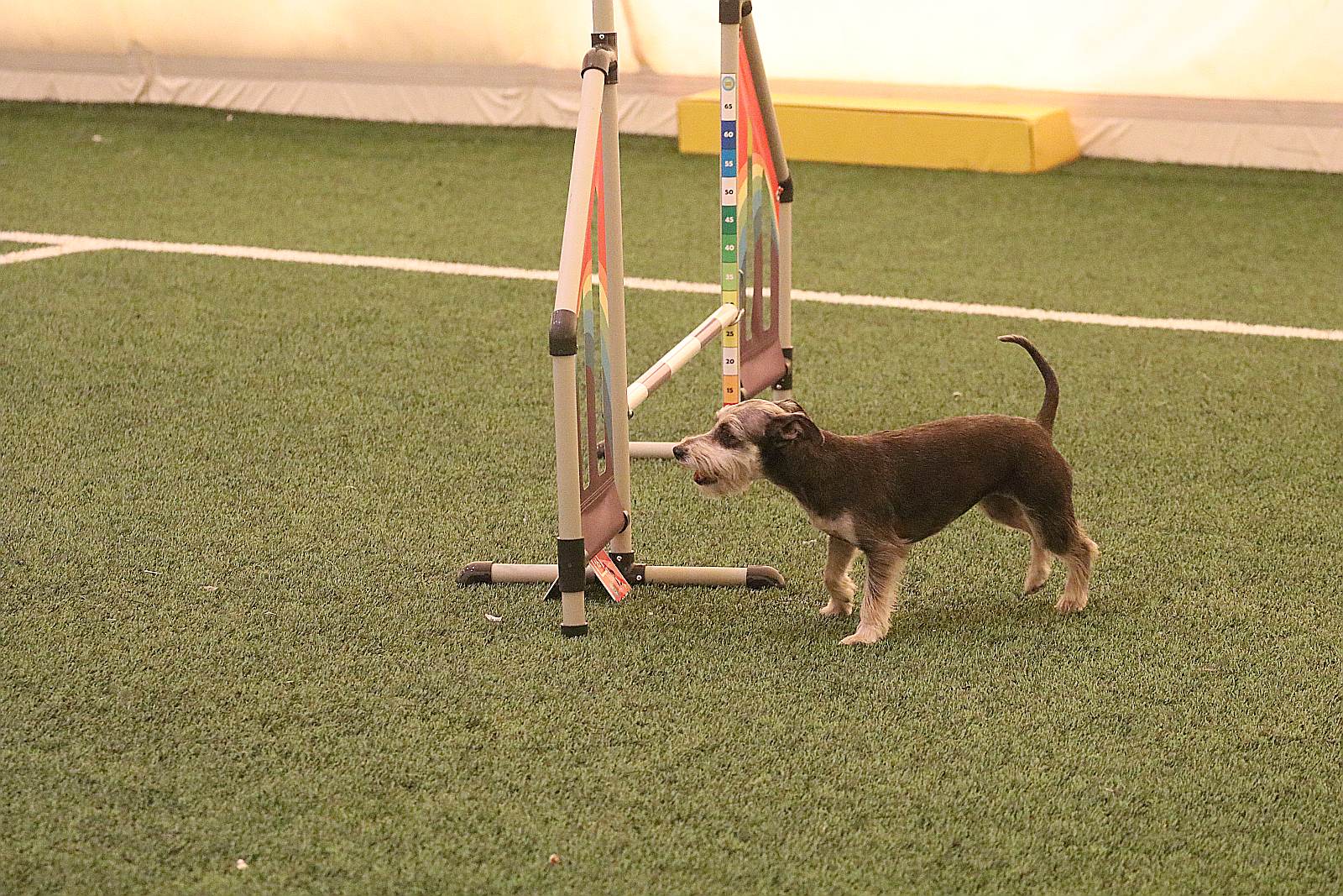 Otwarte Mistrzostwa Polski Agility 2022 w Legnicy. Dzień 3