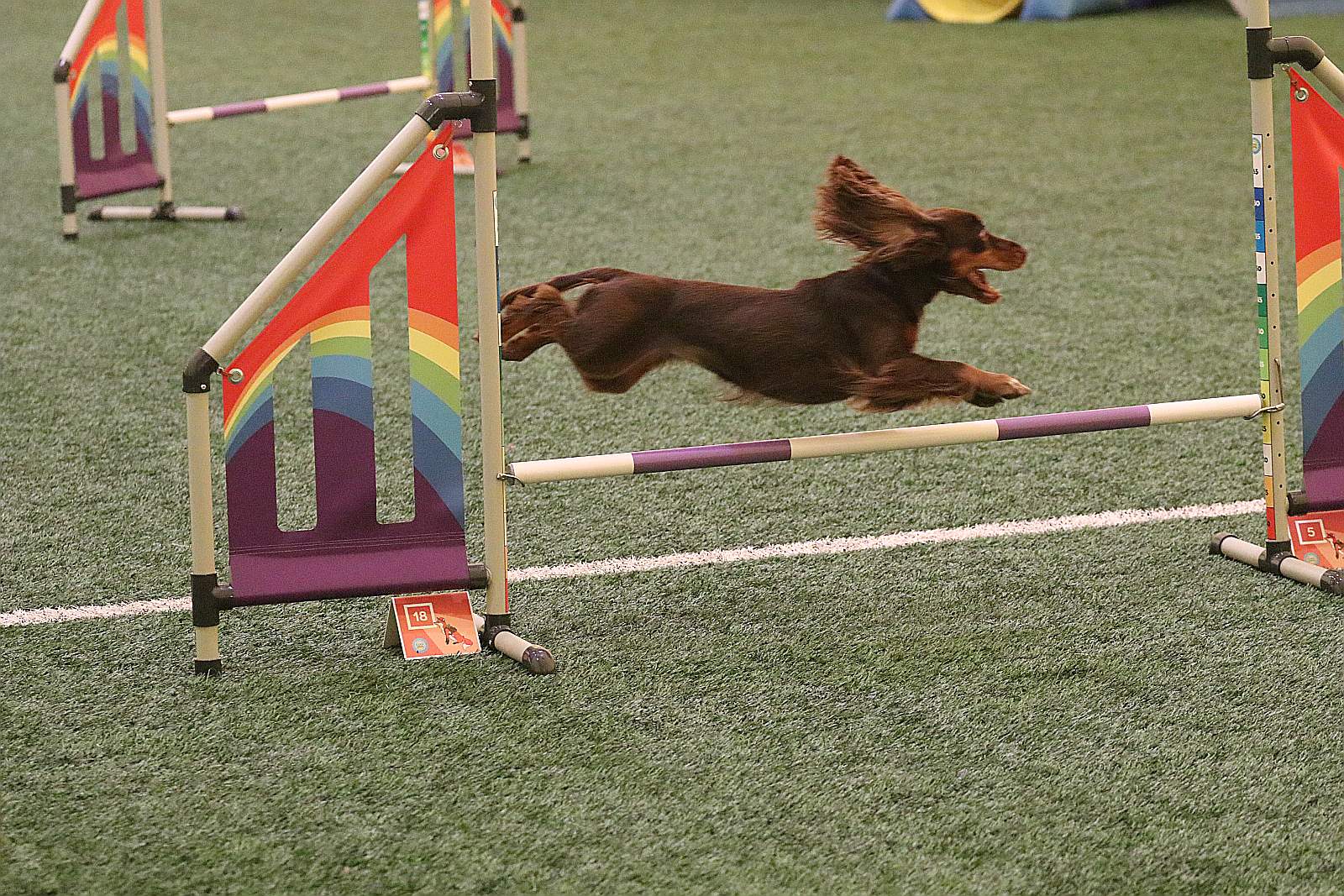 Otwarte Mistrzostwa Polski Agility 2022 w Legnicy. Dzień 3