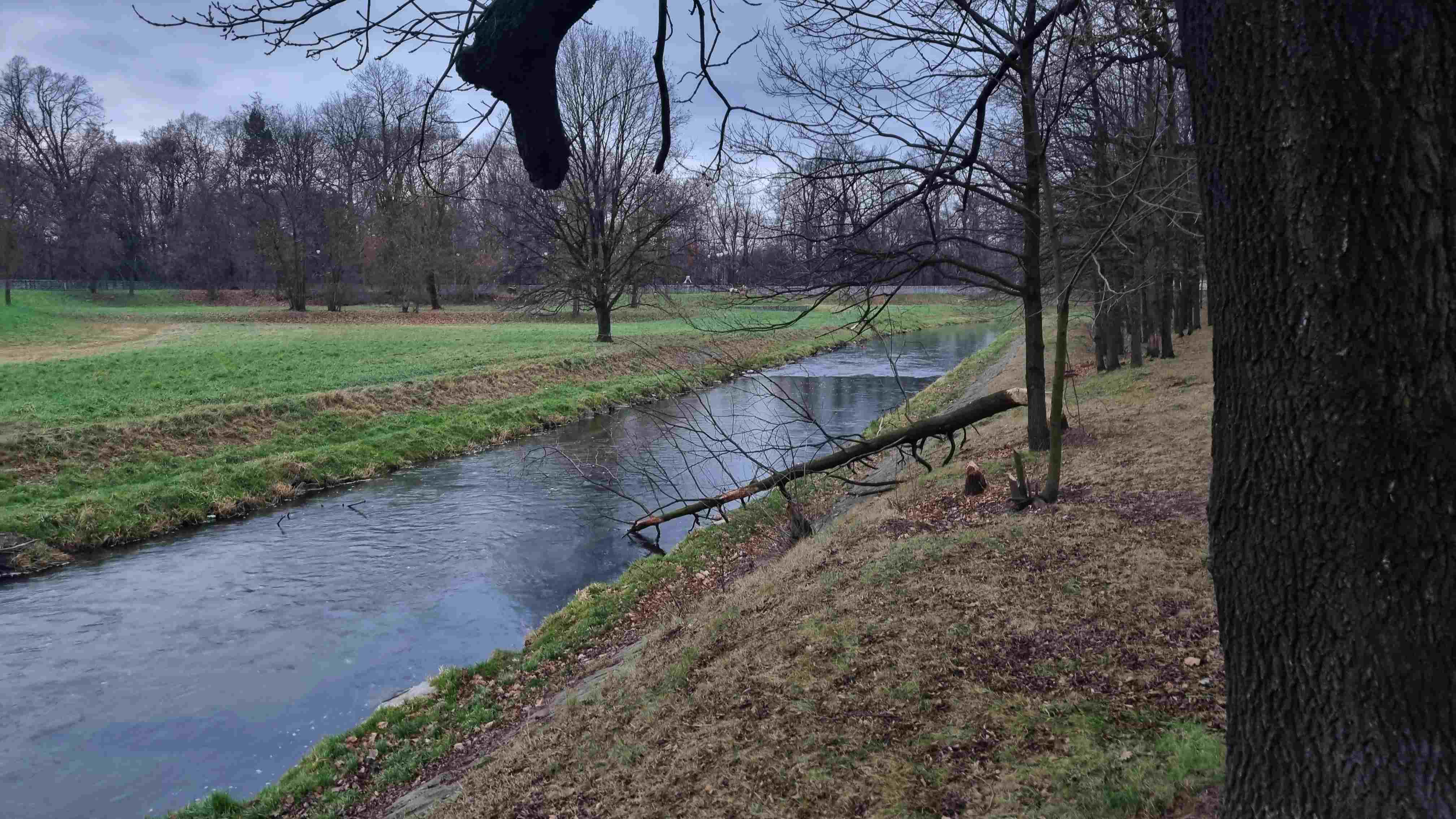 Bobry niszczą drzewostan na brzegach Kaczawy