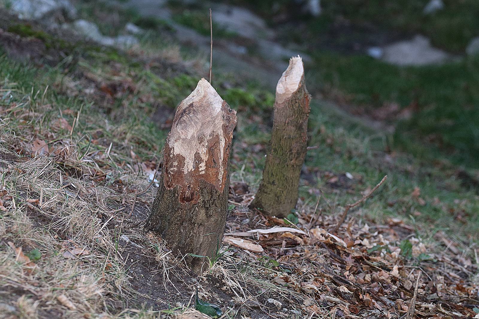 Bobry niszczą drzewostan na brzegach Kaczawy